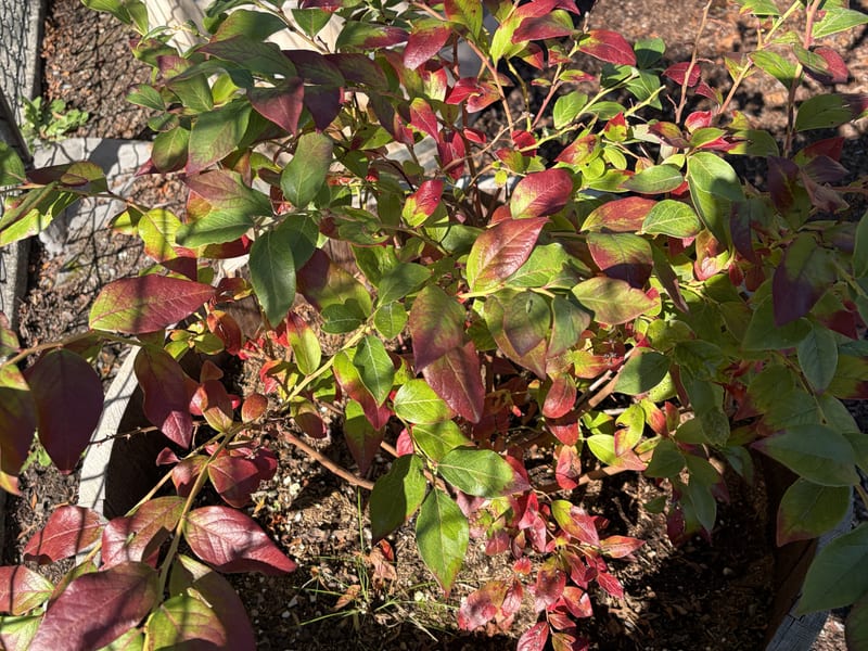 Berry Barrels: Finetuned for High Yields